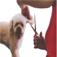 Veterinary Instruments